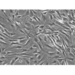 Mouse Adipose-Derived Stem Cells-white fat (MADSC-wf)